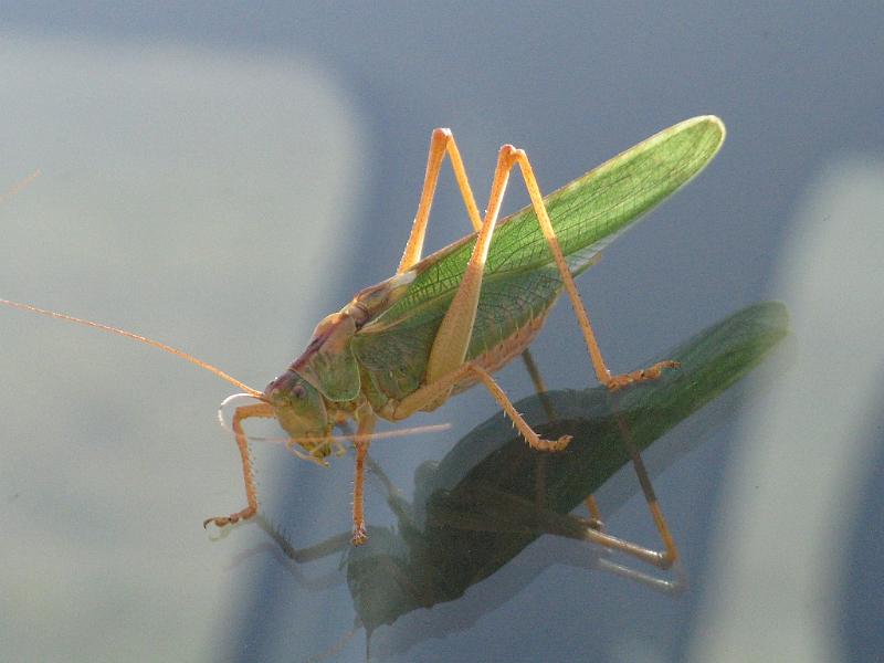 Castelluccio 2008_035.jpg